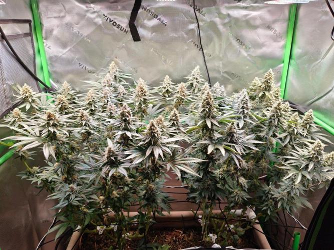 Biscotti - Barneys Farm. Week 13