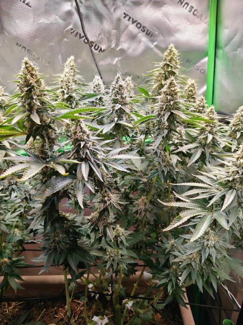 Biscotti - Barneys Farm. Week 13