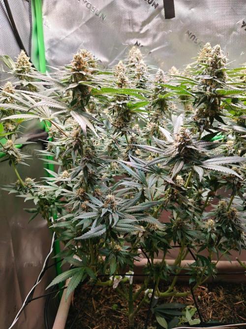 Biscotti - Barneys Farm. Week 13