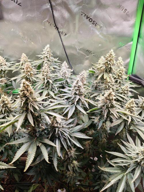 Biscotti - Barneys Farm. Week 13