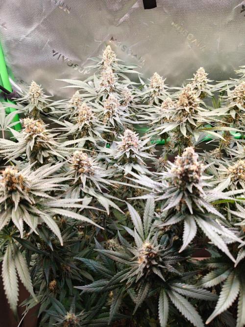 Biscotti - Barneys Farm. Week 13
