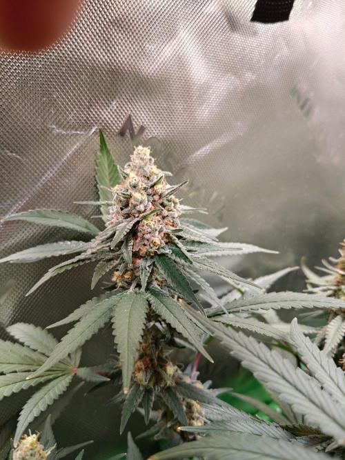 Biscotti - Barneys Farm. Week 13