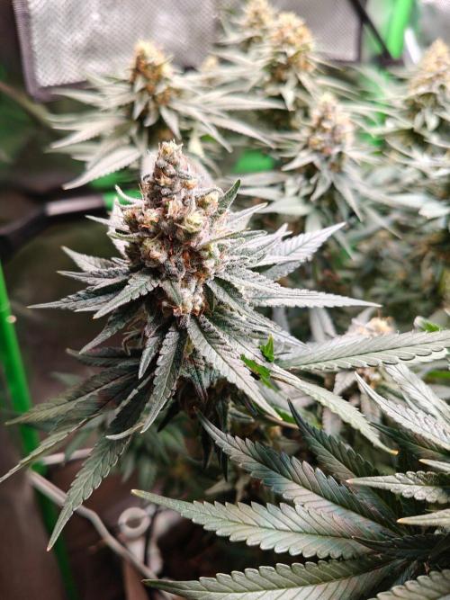 Biscotti - Barneys Farm. Week 13