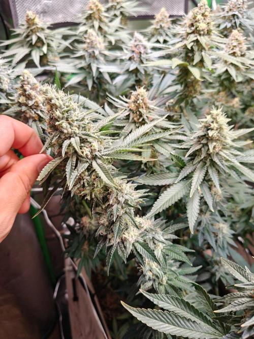 Biscotti - Barneys Farm. Week 13