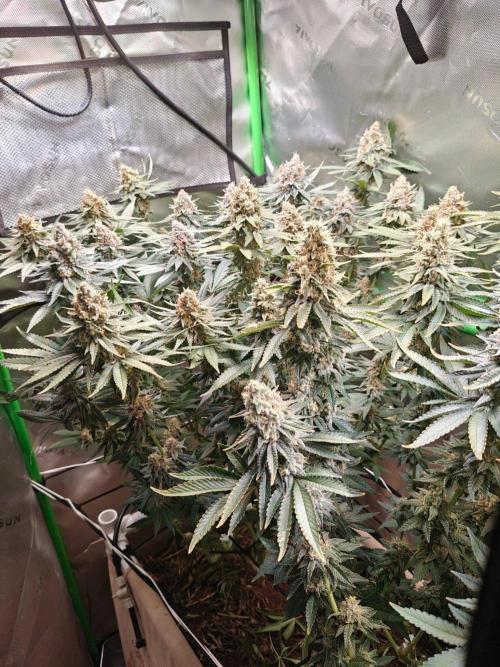 Biscotti - Barneys Farm. Week 14