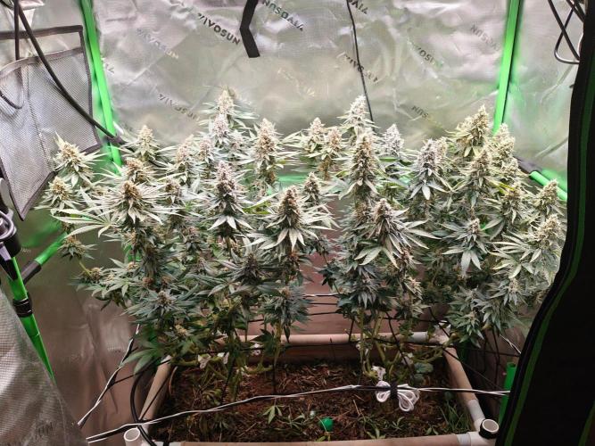 Biscotti - Barneys Farm. Week 14