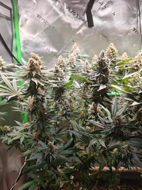 Biscotti - Barneys Farm. Week 14