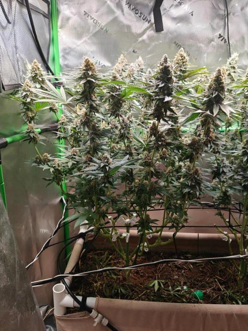 Biscotti - Barneys Farm. Week 14