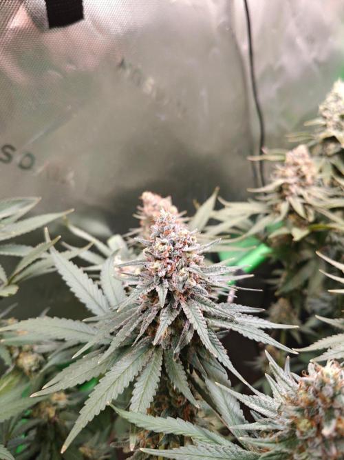 Biscotti - Barneys Farm. Week 14