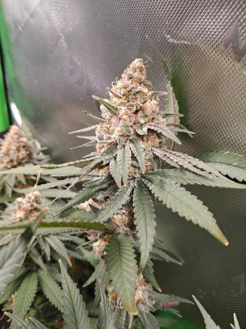 Biscotti - Barneys Farm. Week 14