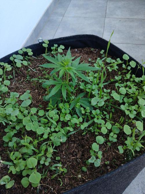 Biscotti Westbalkongrow. Week 2