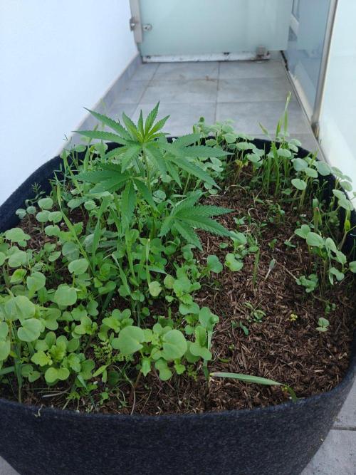 Biscotti Westbalkongrow. Week 2