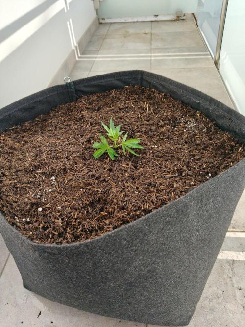 Biscotti Westbalkongrow. Week 1