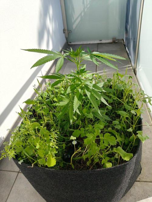 Biscotti Westbalkongrow. Week 3