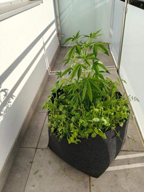 Biscotti Westbalkongrow. Week 4
