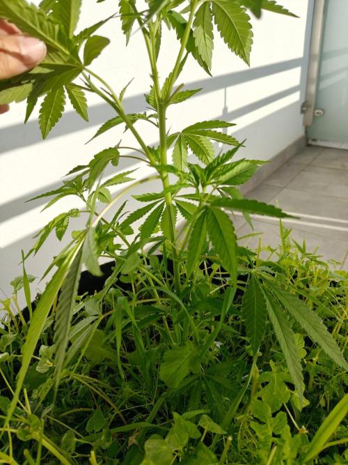 Biscotti Westbalkongrow. Week 4