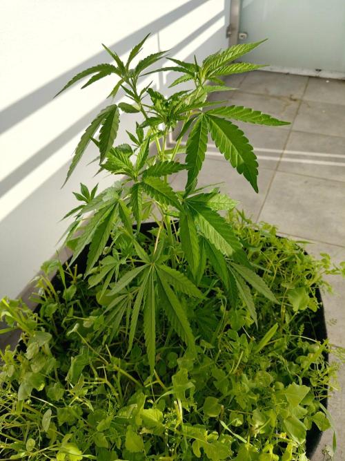Biscotti Westbalkongrow. Week 4