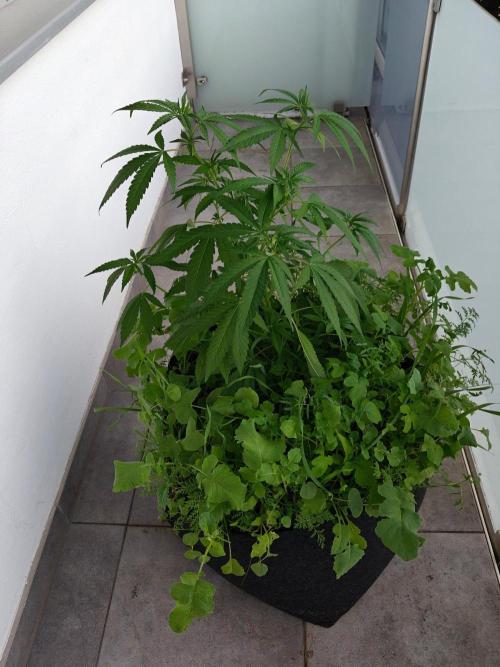 Biscotti Westbalkongrow. Week 5