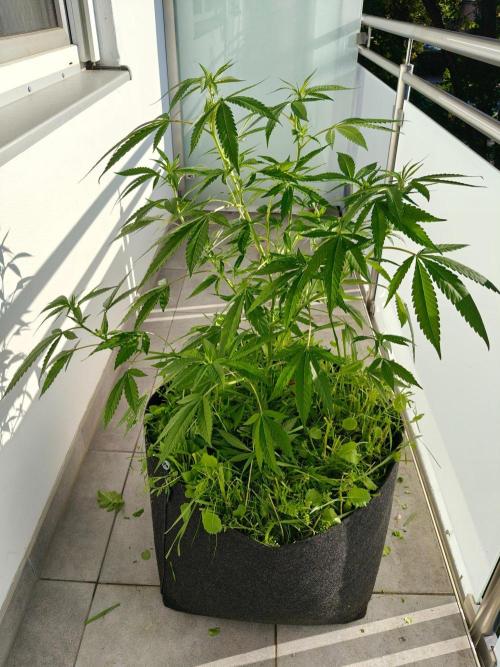 Biscotti Westbalkongrow. Week 6