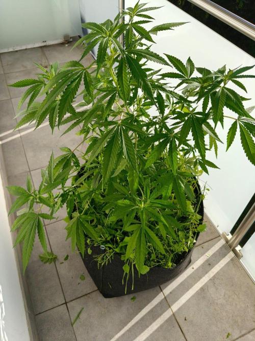 Biscotti Westbalkongrow. Week 6