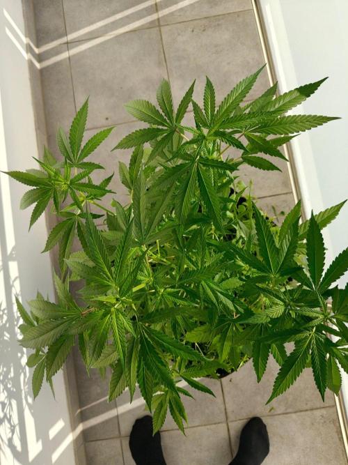 Biscotti Westbalkongrow. Week 6