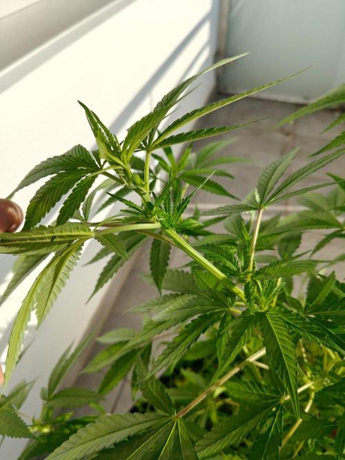 Biscotti Westbalkongrow. Week 6