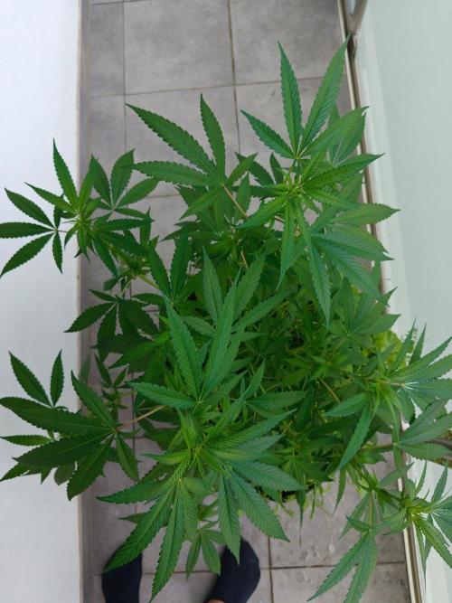 Biscotti Westbalkongrow. Week 7
