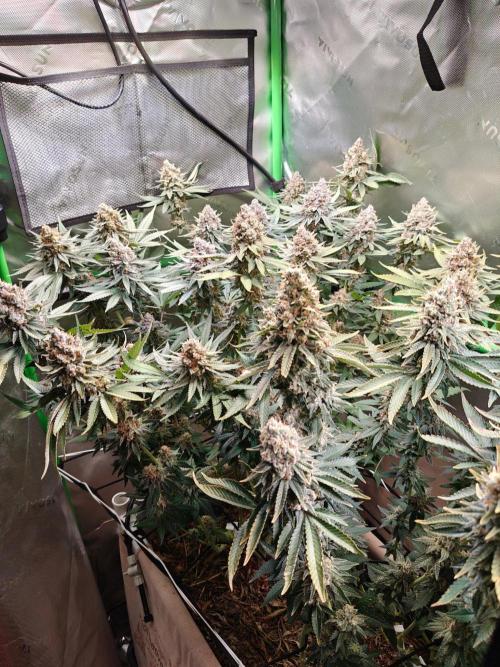 Biscotti - Barneys Farm. Week 15