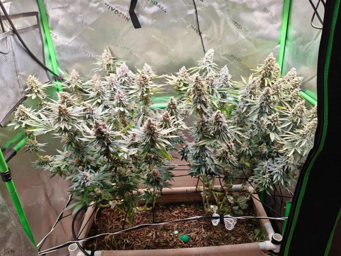Biscotti - Barneys Farm. Week 15