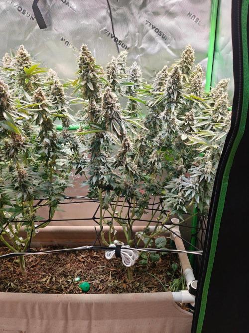 Biscotti - Barneys Farm. Week 15