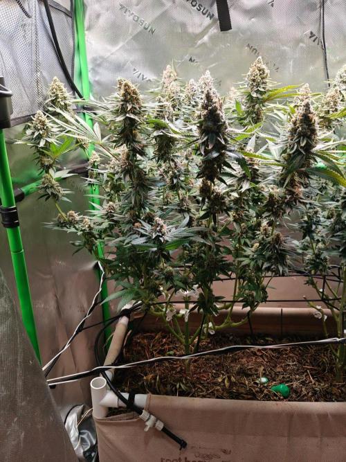 Biscotti - Barneys Farm. Week 15