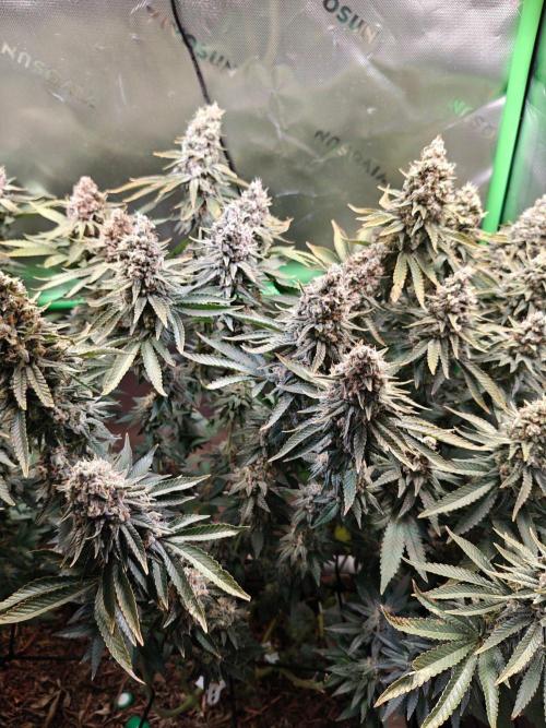 Biscotti - Barneys Farm. Week 15