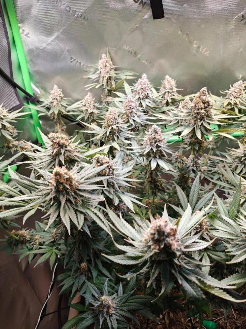 Biscotti - Barneys Farm. Week 15