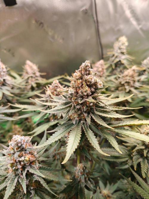 Biscotti - Barneys Farm. Week 15