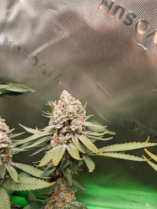 Biscotti - Barneys Farm. Week 15