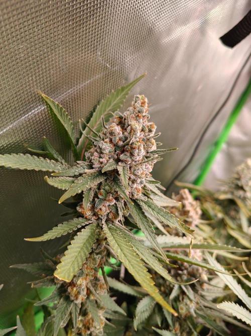 Biscotti - Barneys Farm. Week 15