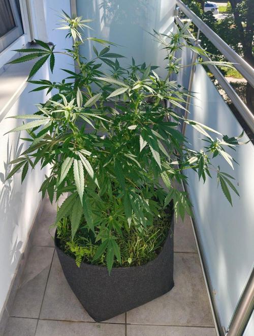 Biscotti - Westbalkongrow. Week 8
