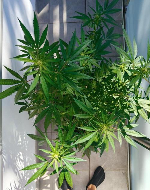 Biscotti - Westbalkongrow. Week 8