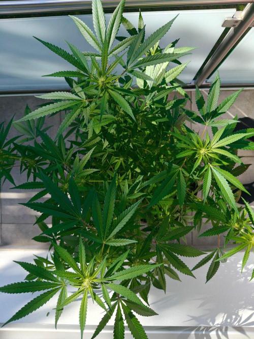 Biscotti - Westbalkongrow. Week 8
