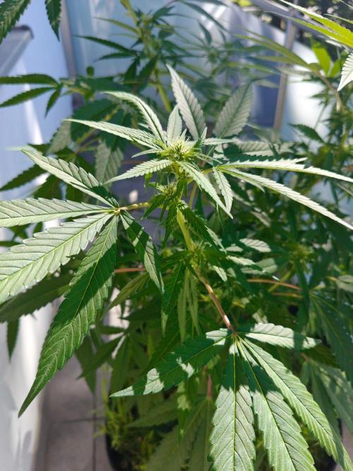 Biscotti - Westbalkongrow. Week 8