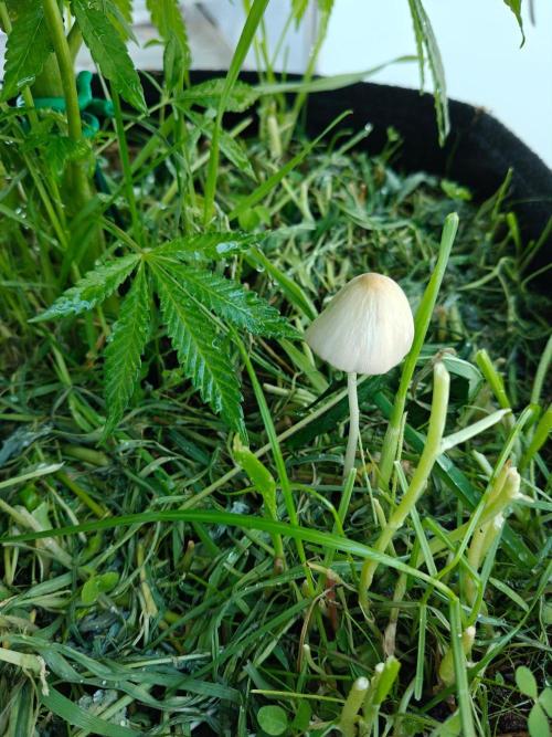 Biscotti - Westbalkongrow. Week 8 - Hinzugefügt: Hab morgens beim Gießen die Pilze entdeckt und Bilder nachträglich 