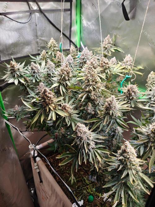 Biscotti. Week 16