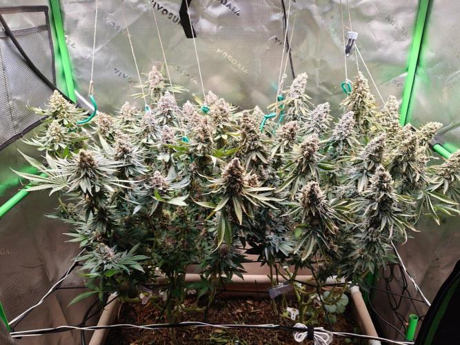 Biscotti. Week 16
