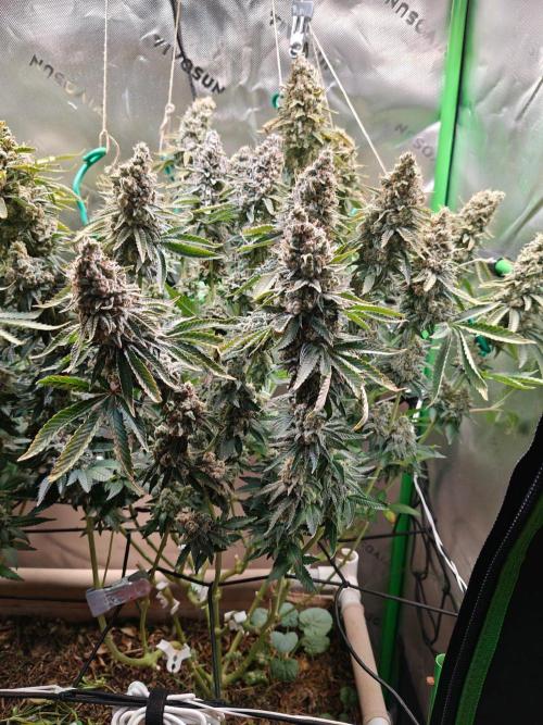 Biscotti. Week 16