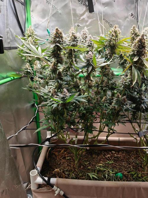 Biscotti. Week 16