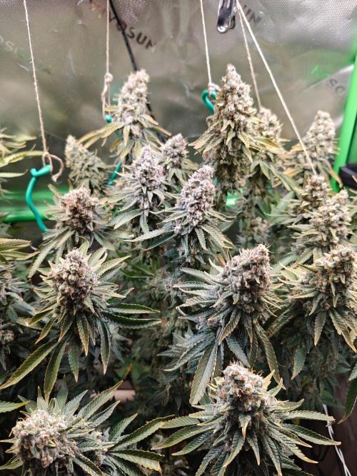 Biscotti. Week 16