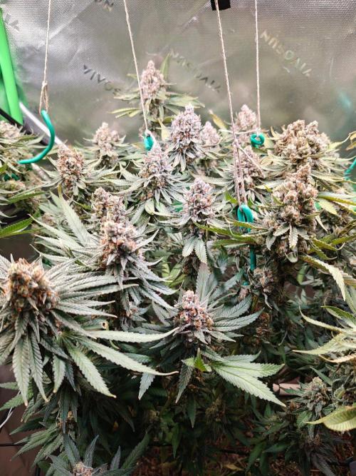 Biscotti. Week 16