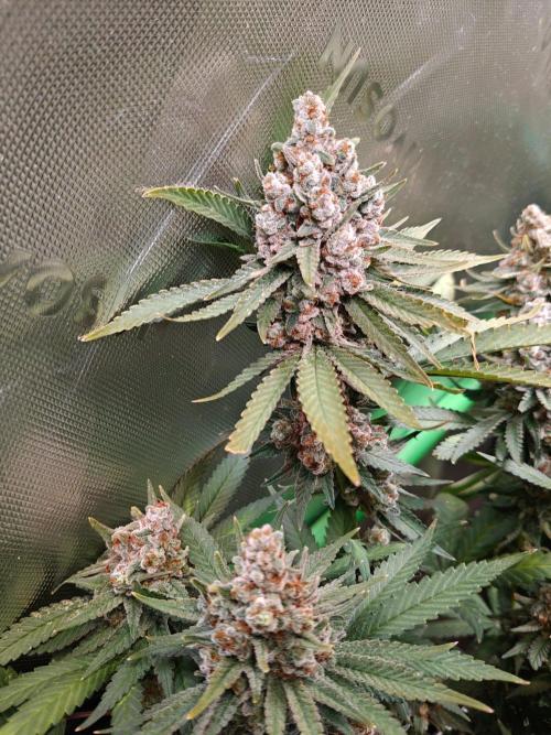 Biscotti. Week 16