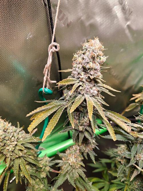 Biscotti. Week 16