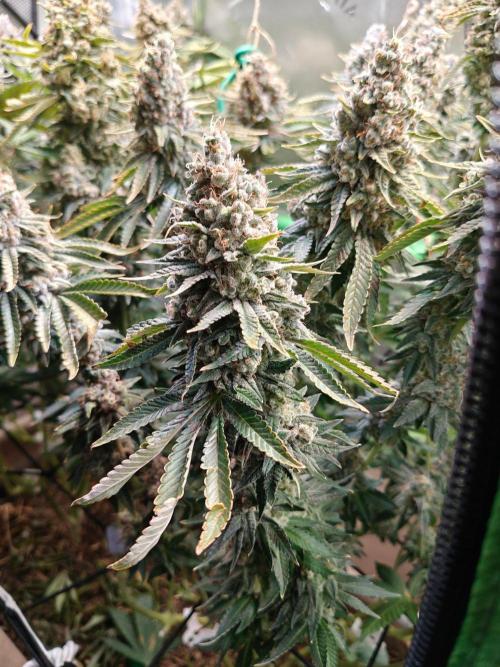 Biscotti. Week 16